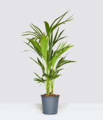 Rhapis excelsa