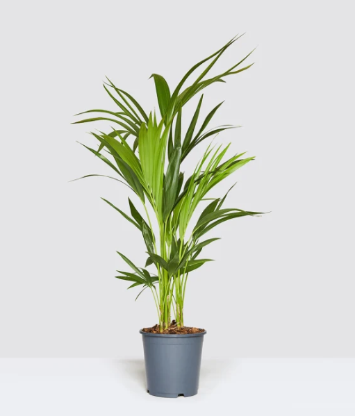 Rhapis excelsa