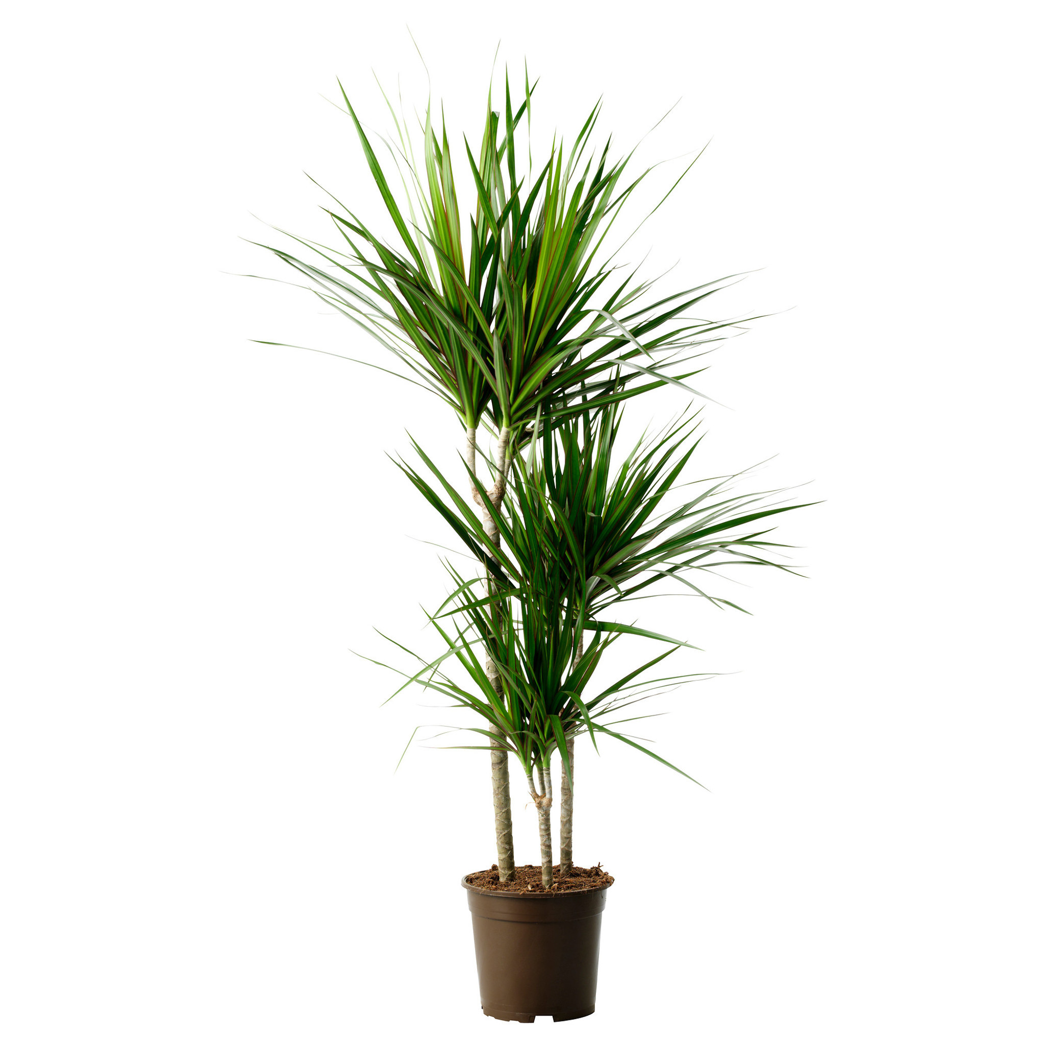 Dracaena draco