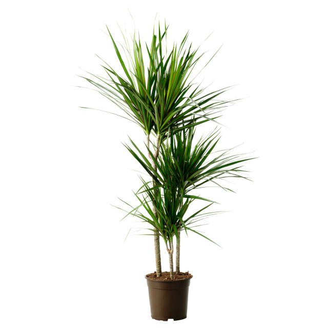 Dracaena draco