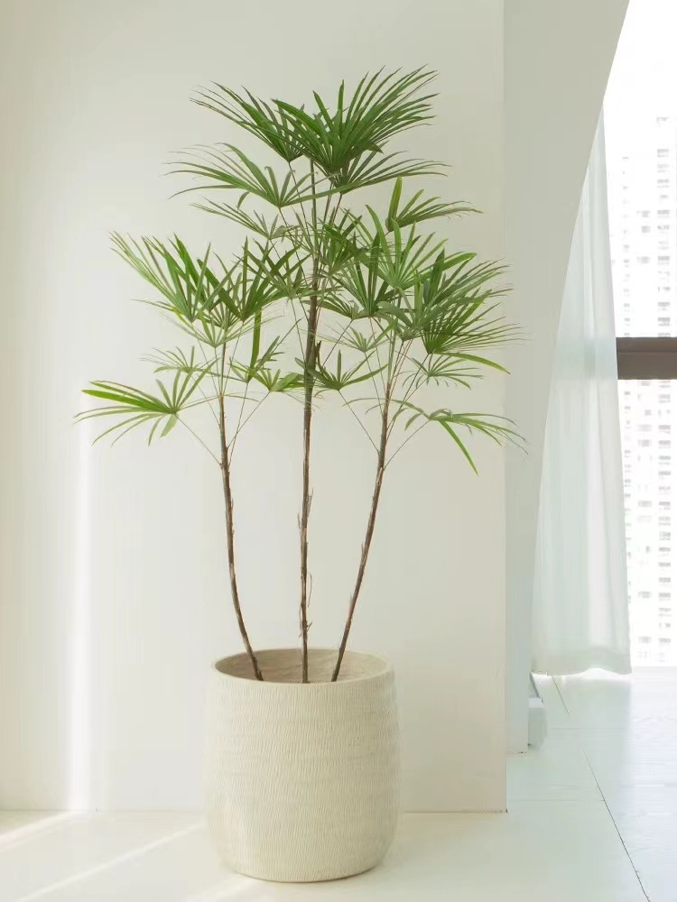 Rhapis excelsa