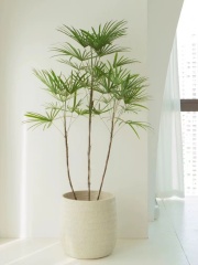 Rhapis excelsa
