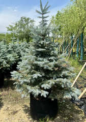 Picea pungens glauca