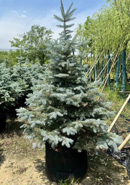 Picea pungens glauca
