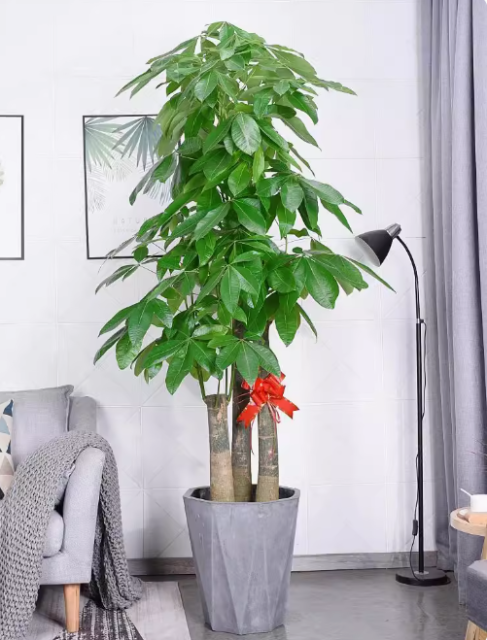 Guiana Chestnut