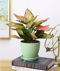 Chinese Evergreen 'Wishes'