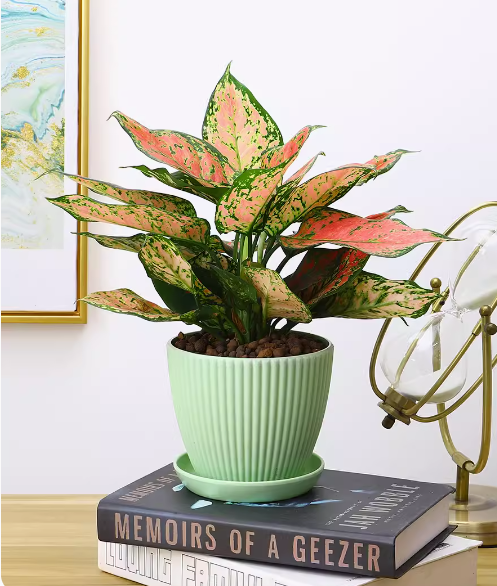 Chinese Evergreen 'Wishes'