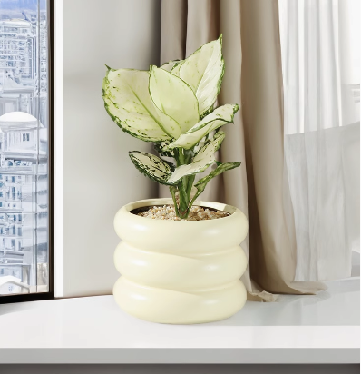 Chinese Evergreen 'Wishes'