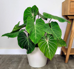 Philodendron Gloriosum