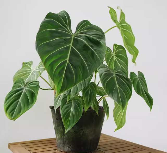 Philodendron Gloriosum