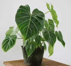 Philodendron Gloriosum