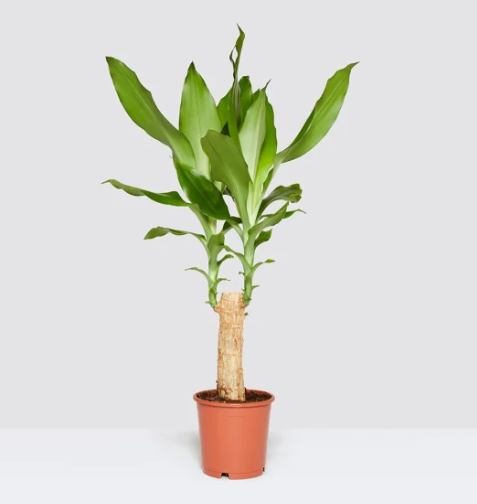 Dracaena