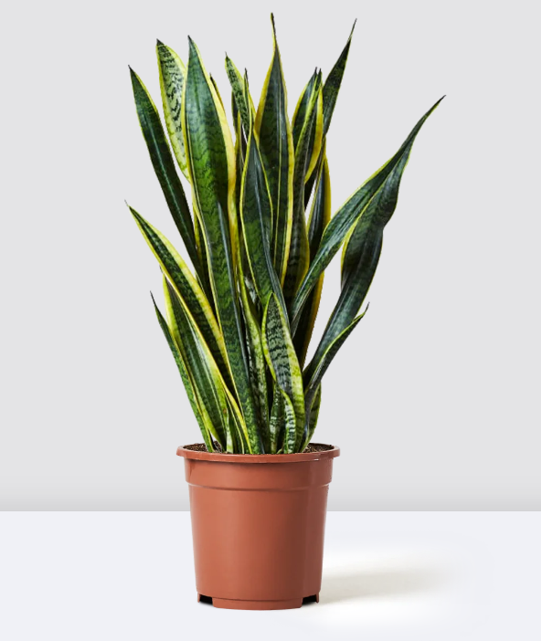 Sansevieria