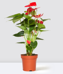 Anthurium