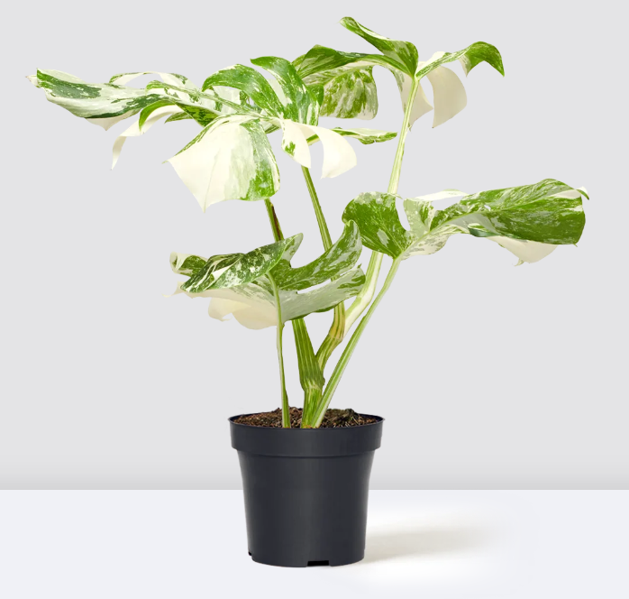 Monstera Deliciosa