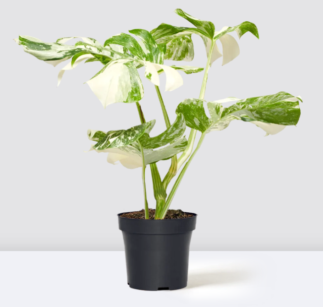 Monstera Deliciosa