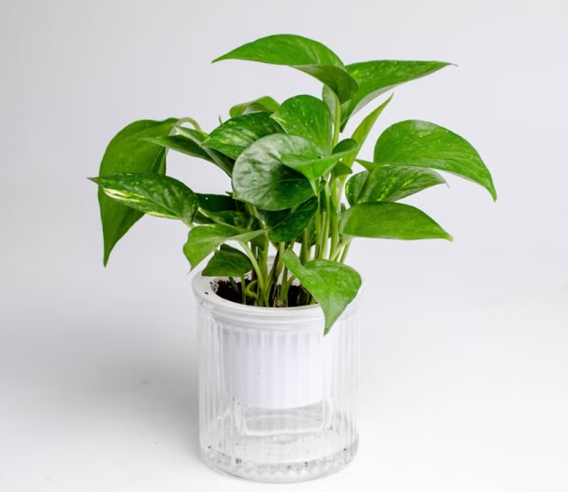 Pothos
