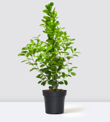 Ficus microcarpa