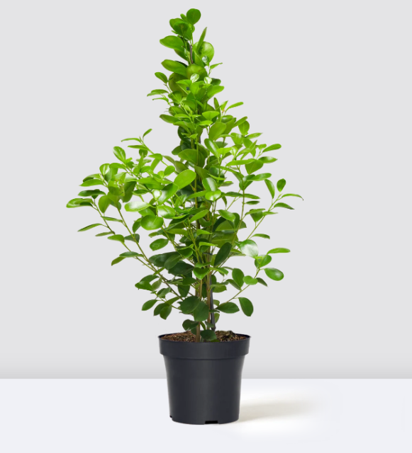 Ficus microcarpa