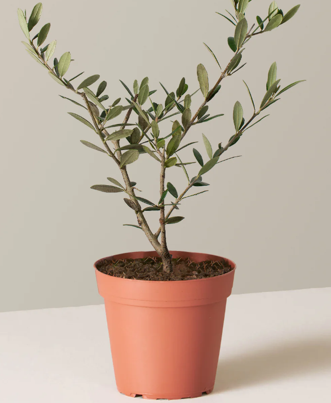 Olive Tree
