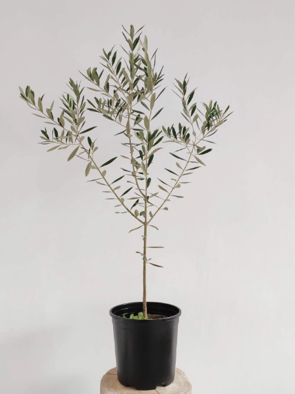 Olive Tree