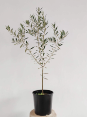 Olive Tree