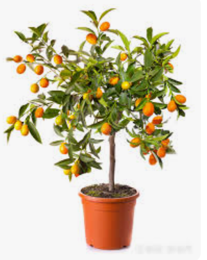 Citrus Tree