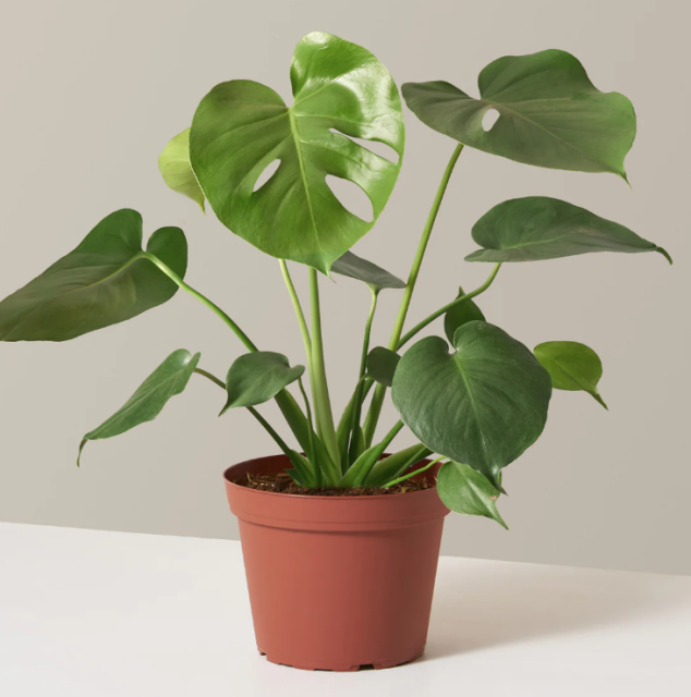 Monstera Deliciosa
