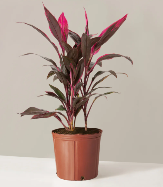 Red Leaf Red Banana