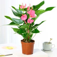 Pink Palm