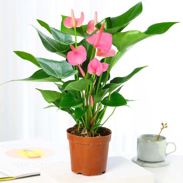 Pink Palm