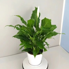 White Palm