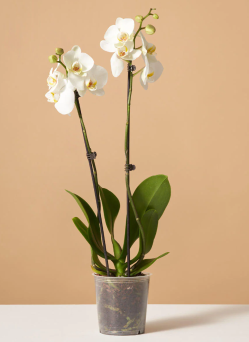 Phalaenopsis
