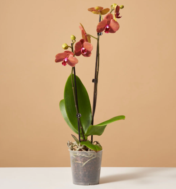 Phalaenopsis