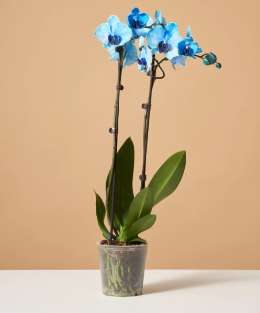 Phalaenopsis