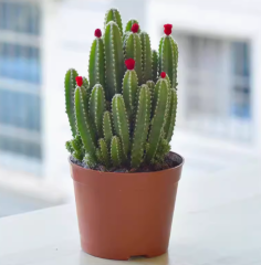 Cactaceae single Cuddly Cactus