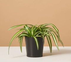 Phnom Penh Chlorophytum