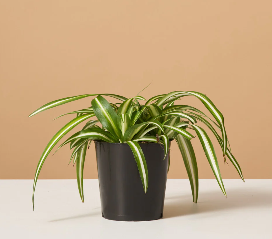 Phnom Penh Chlorophytum