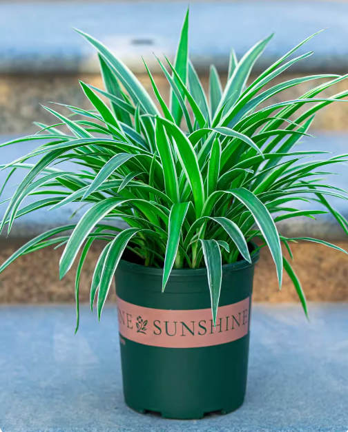 Phnom Penh Chlorophytum