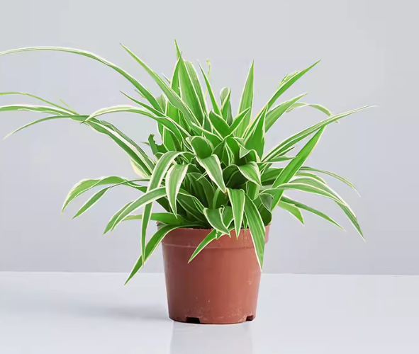 Phnom Penh Chlorophytum