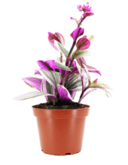 Tradescantia 'Nanouk'