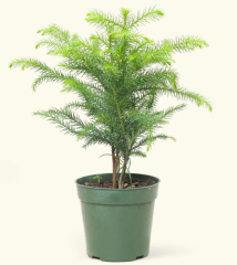 Araucaria