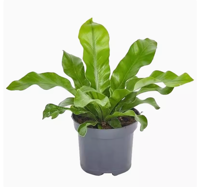 Bird's Nest Fern