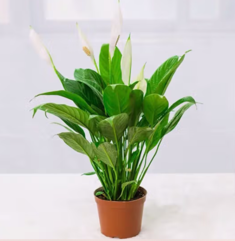White Palm