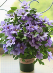 Clematis