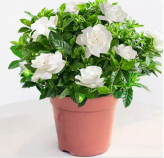 Gardenia