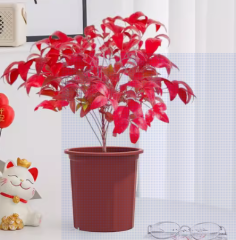 Nandina