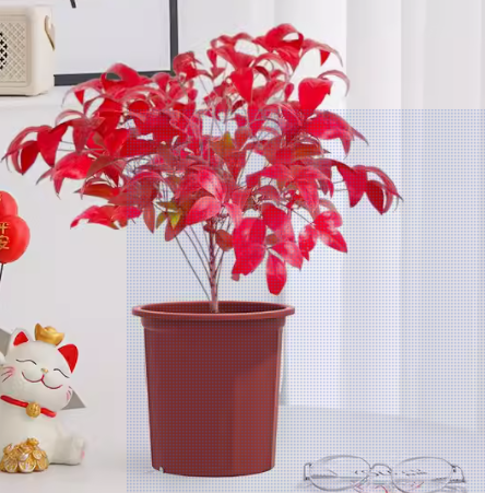 Nandina