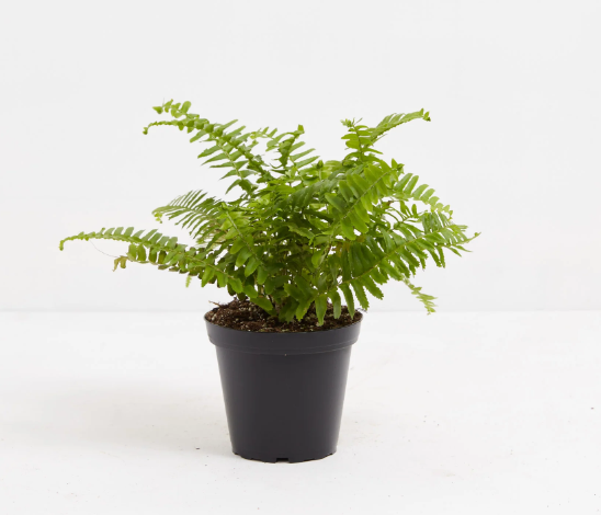 Boss Fern