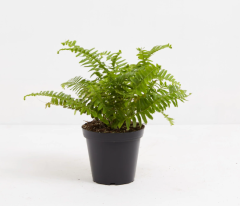 Boss Fern